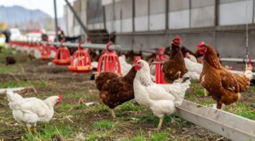 انخفاض أسعار الدواجن في الأردن: وزارة الزراعة توضح الأسباب وقرار تقنين الاستيراد